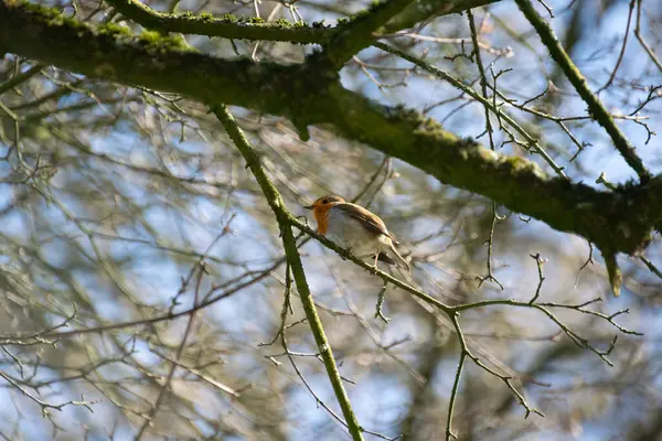 Avrupa bülbülü ağaçta oturuyor