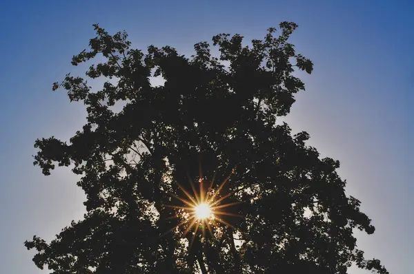 gün batımında parkta ağaç