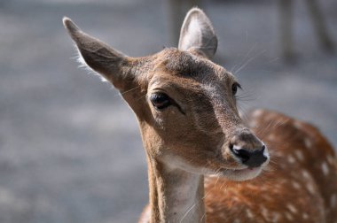 Geyik ormanda yaklaşıyor.