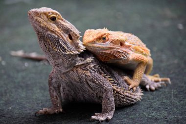 Sakallı Ejder yakın çekim