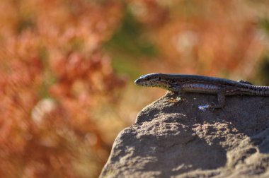 Bir kayanın üzerindeki kertenkeleye yaklaş.