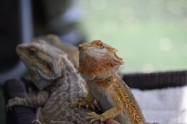 Sakallı Ejder doğada yakın plan