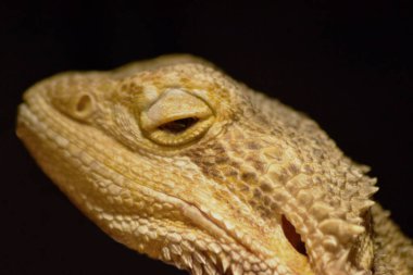 Sakallı Ejder yakın çekim