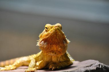 Sakallı Ejder yakın çekim