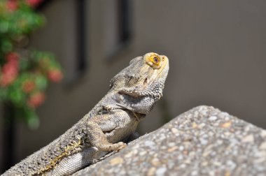 Doğadaki Sakallı Ejder