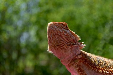 Doğadaki Sakallı Ejder