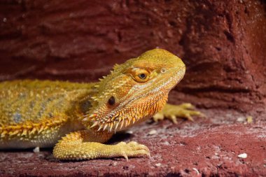 Sakallı Ejder yakın çekim