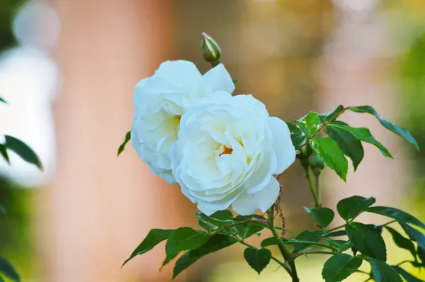 Bahçedeki beyaz bir gül çiçeğine yaklaş