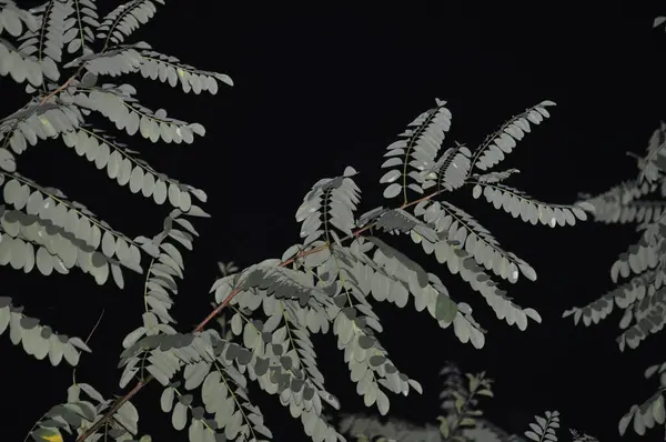Güzel botanik fotoğrafı, doğal duvar kağıdı.