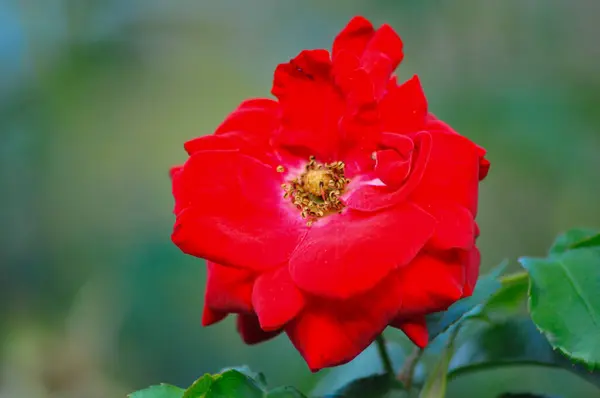 Tarım gülleri kapatın.