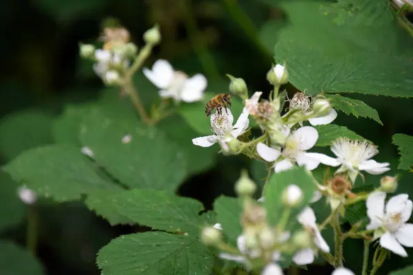Bahçede beyaz çiçekler