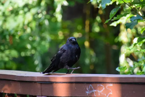 Tahta bir çitte oturan siyah karga