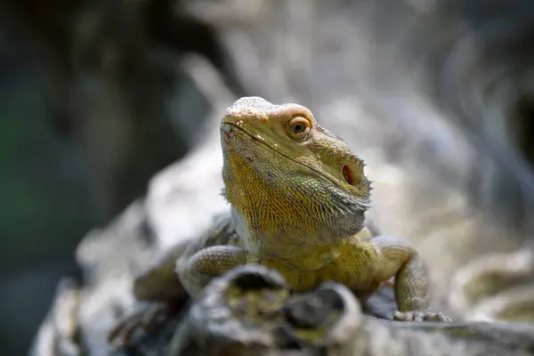 Sakallı Ejder doğada yakın plan