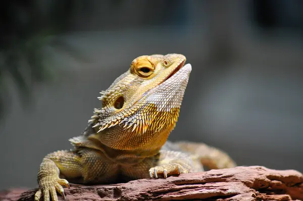 Sakallı Ejder yakın çekim