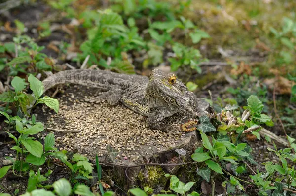 Doğadaki Sakallı Ejder
