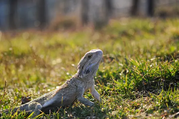Doğadaki Sakallı Ejder
