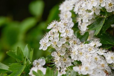 Crataegus monogyna kapat