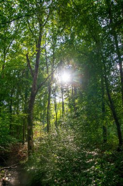 Ormanın güzel manzarası