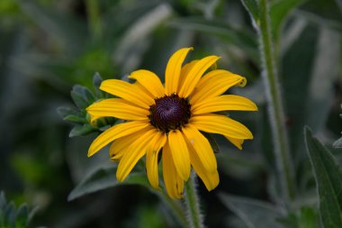 Rudbeckia hirta yakın çekim