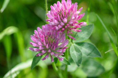 Bahçedeki yonca çiçekleri