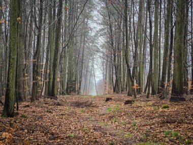 Sonbahar mevsiminde orman