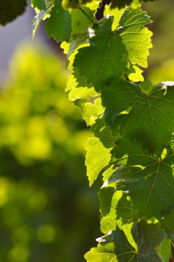 Bahçede yeşil üzüm yaprakları