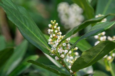 Prunus laurocerasus, kapat.