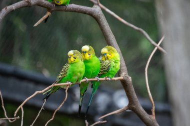 Bir Budgerigar 'ın yakın çekimi.