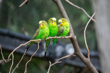 Bir Budgerigar 'ın yakın çekimi.