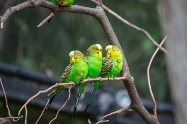 Bir Budgerigar 'ın yakın çekimi.