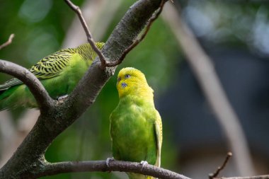 Bir Budgerigars 'a yaklaş