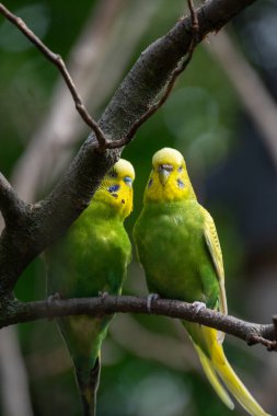 Bir Budgerigars 'a yaklaş