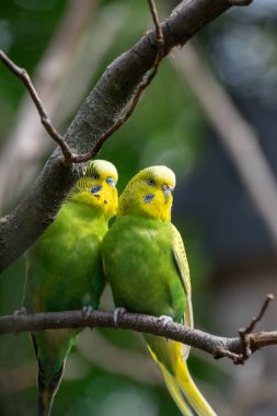 Bir Budgerigars 'a yaklaş