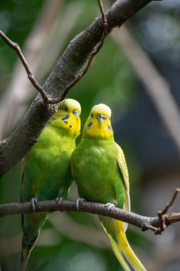 Bir Budgerigars 'a yaklaş