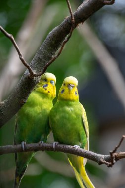 Bir Budgerigars 'a yaklaş