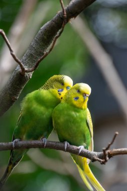 Bir Budgerigars 'a yaklaş