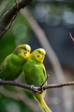 Bir Budgerigars 'a yaklaş