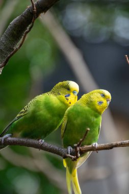 Bir Budgerigars 'a yaklaş
