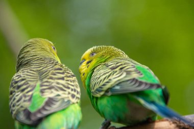 Bir Budgerigars 'a yaklaş