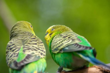 Bir Budgerigars 'a yaklaş
