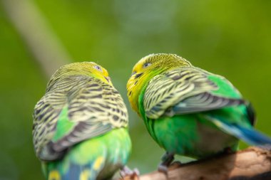 Bir Budgerigars 'a yaklaş