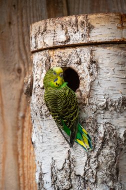 Bir Budgerigar 'a yaklaş