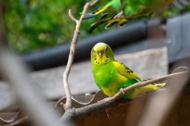 Bir Budgerigar 'a yaklaş