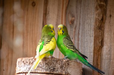 Bir Budgerigars 'a yaklaş