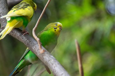 Bir Budgerigars 'a yaklaş