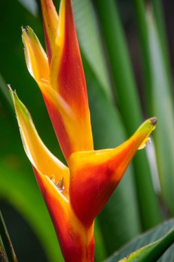 Heliconia bihai, kapat.