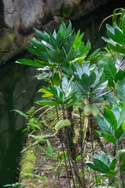 Yeşil yapraklar, doğa yaprakları.