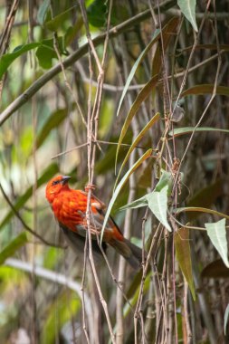 Bir dalda kırmızı fody