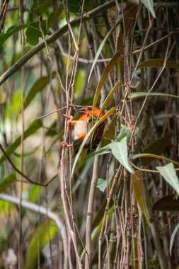 Bir dalda kırmızı fody