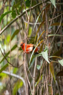 Bir dalda kırmızı fody